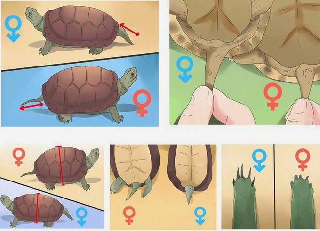 jak určit pohlaví želvy