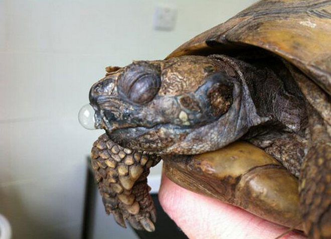 choroby zemských želv