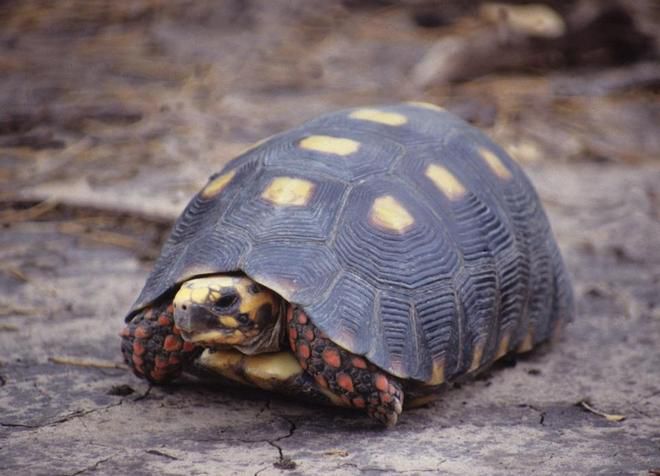 pozemská želva
