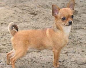 لعبة الكلب و Chihuahua Difference2