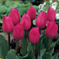 tulipány vybledly, co bude dál