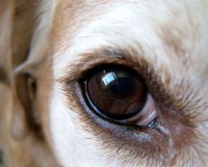 oči psa trpí