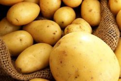 Výnos brambor z 1 hektaru