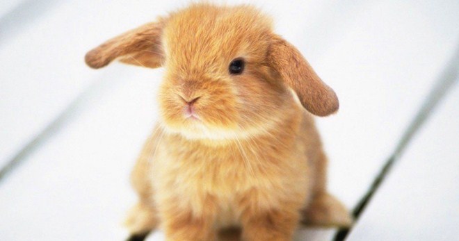 Roztoč ucha u králíků - příznaky a účinné terapie