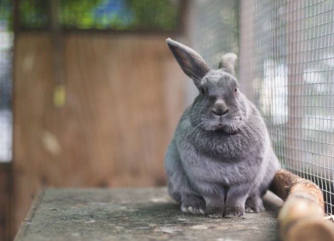 prevence ušních roztočů u králíků