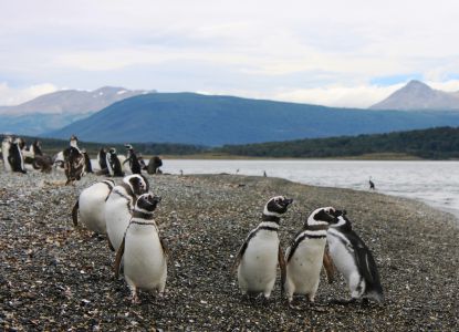 Ostrov tučňáků Isla Martillo