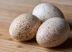 kachní vejce mají prospěch a poškození