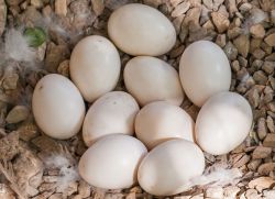 kachní vejce benefit