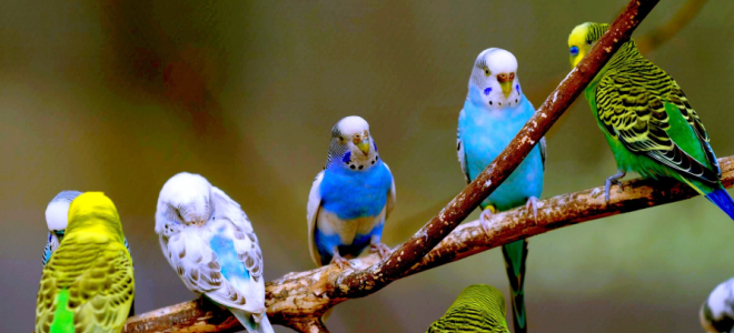видове папагали за домашно съхранение