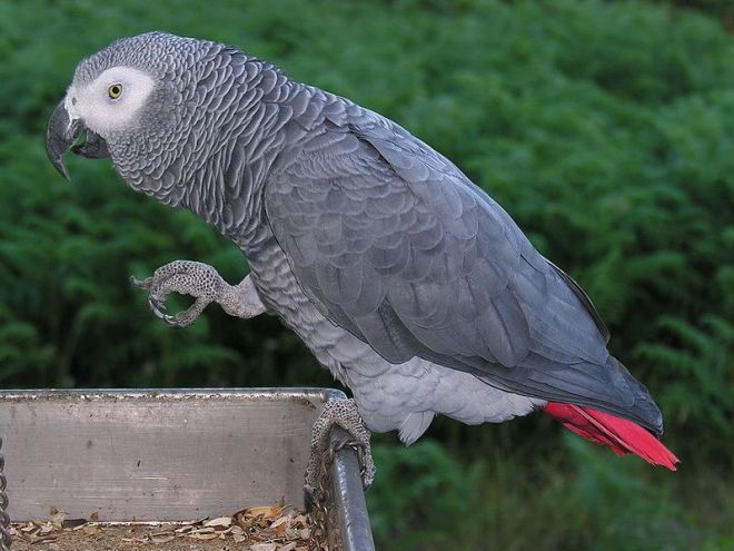 видове папагали за домашна употреба 2