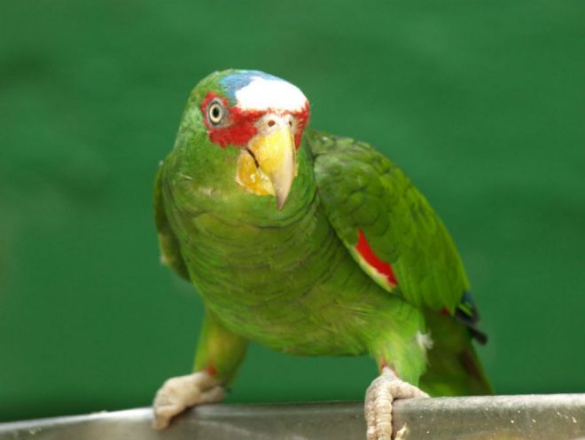 видове папагали за домашно съдържание 4