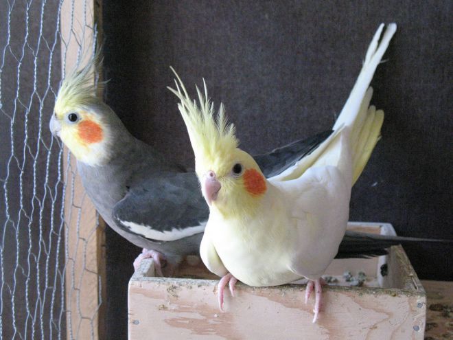 видове папагали за поддръжка на домакинството 7