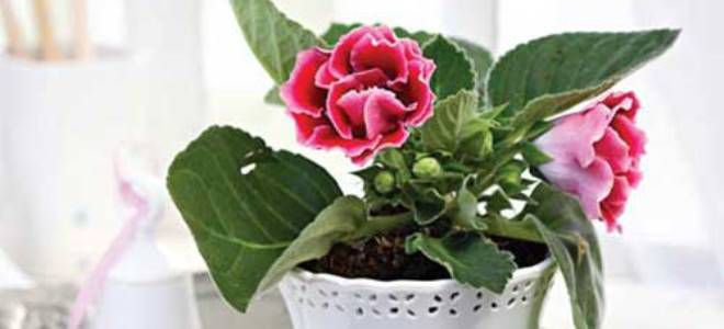 gloxinia من البذور في المنزل