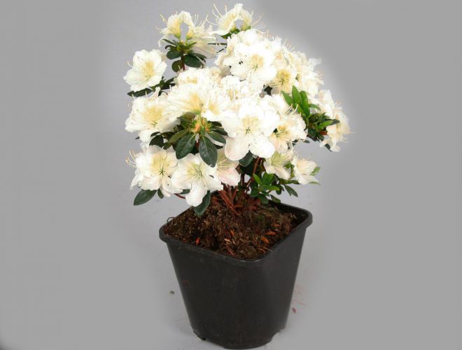 azalea اليابانيه ميسينيا