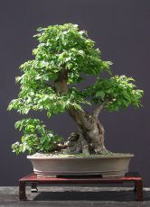 Japonský bonsai strom