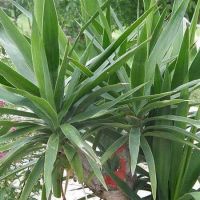 Yucca حديقة الاستنساخ