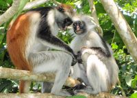 Red Colobus