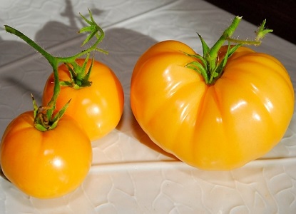 žluté rajčata třídy 1