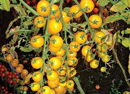 žluté rajčata třídy 4